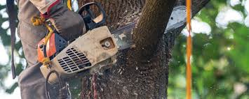 Best Arborist Consultation Services  in Mount Sinai, NY