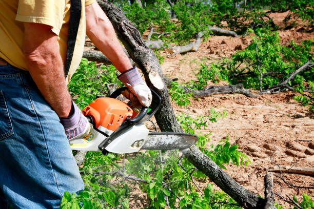 Best Stump Grinding and Removal  in Mount Sinai, NY